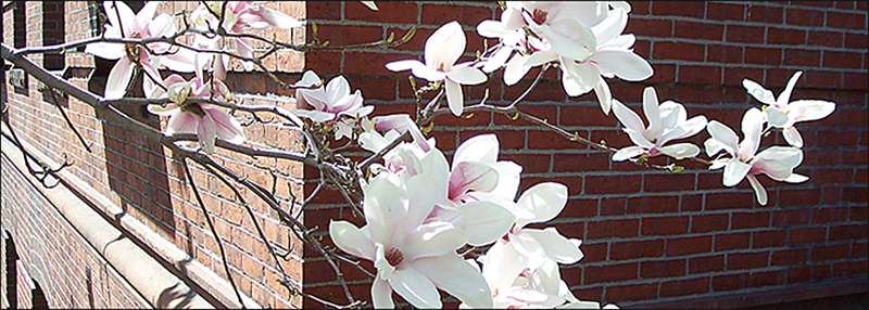 magnolia blossoms against the wall of Jefferson Lab
